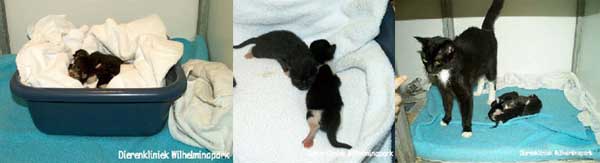 pasgeboren kittens die net gevonden zijn, 2 kleintjes en mama met de kleintjes